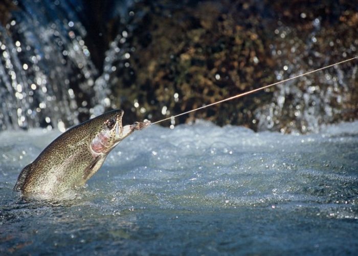 www.ozarkextremeoutfitters.com